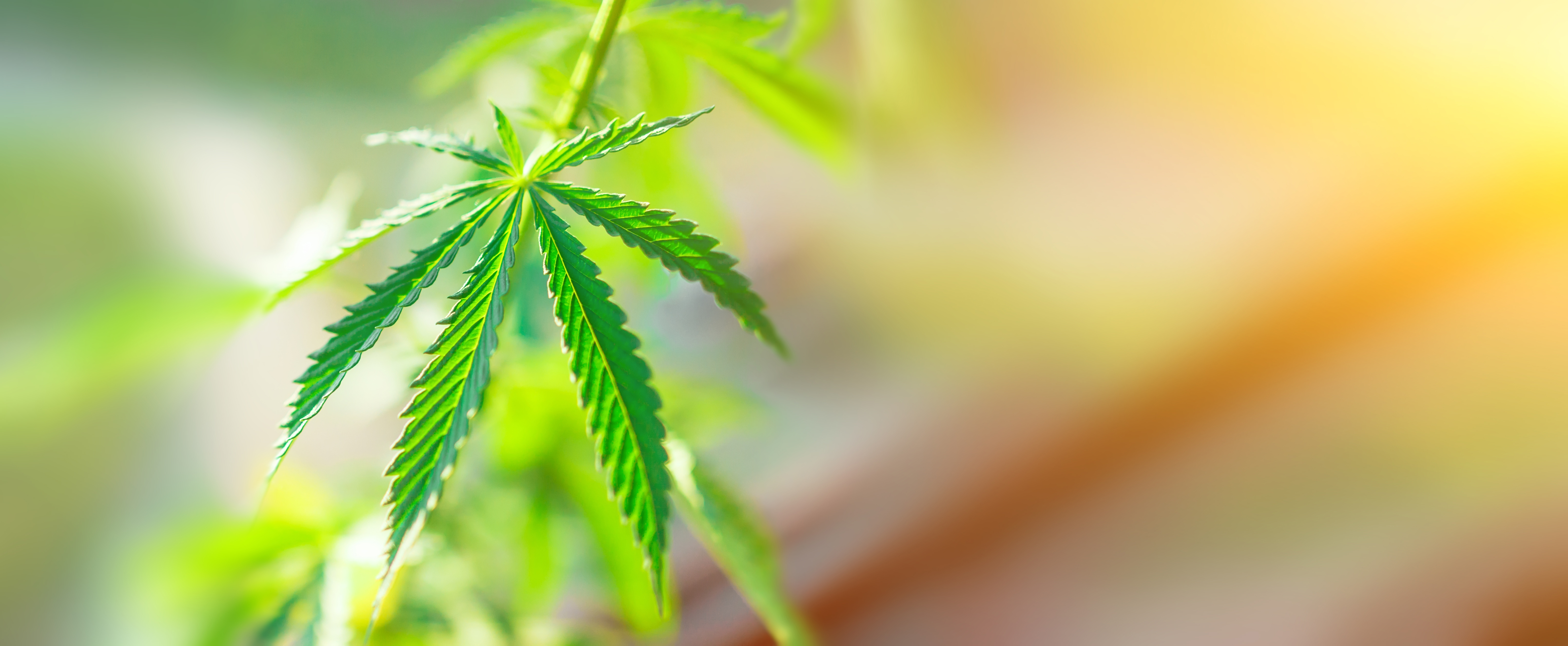 A close-up of a green cannabis leaf with serrated edges, set against a softly blurred background. The leaf displays a rich, vibrant coloration, emphasizing its natural structure and detail.