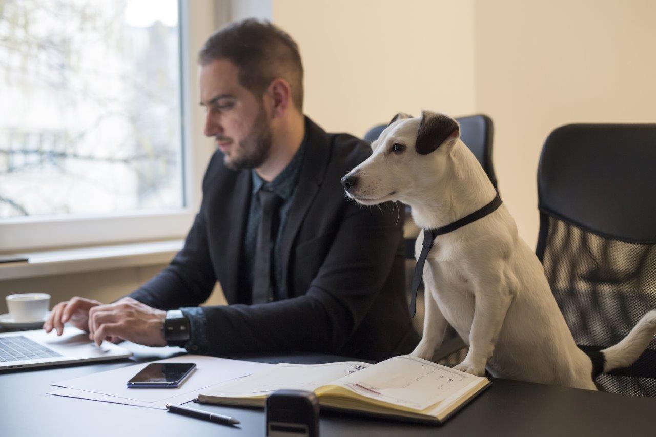 A man in a suit is focused on working on a laptop at a desk. Beside him, a small dog wearing a black tie sits attentively, looking at the man. Papers and a phone are also on the desk.