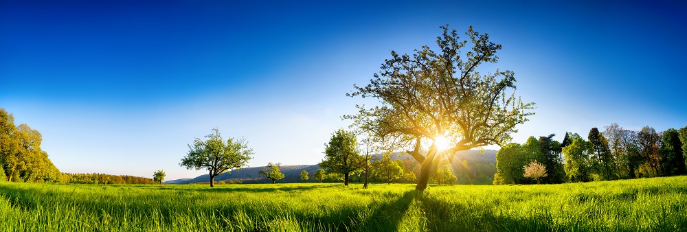 Ein weites, grünes Feld erstreckt sich bis zum Horizont, umgeben von Bäumen. Die Sonne geht auf und beleuchtet die Szenerie, während ein klarer blauer Himmel darüber strahlt. Der Anblick vermittelt ein Gefühl von Ruhe und natürlicher Schönheit.