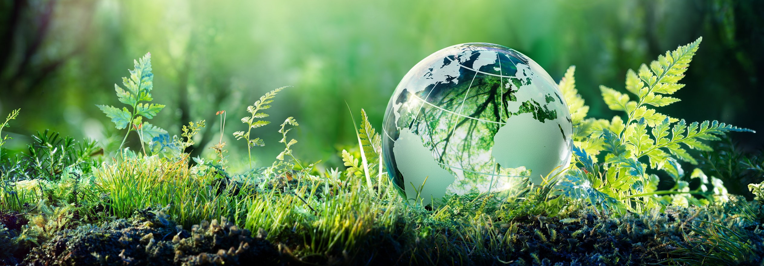 Eine transparente Erde besteht aus Glas, umgeben von grünem Gras und verschiedenen Pflanzen. Die Erde zeigt eine reflektierende Oberfläche, die das Licht einfängt und einen Eindruck von Natur und Umweltbewusstsein vermittelt.